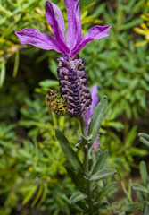 Bee on lavender