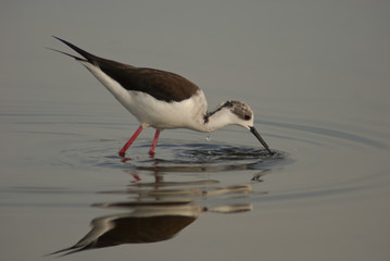 cavaliere d'italia (Himantopus himantopus)