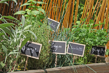 herbes aromatiques