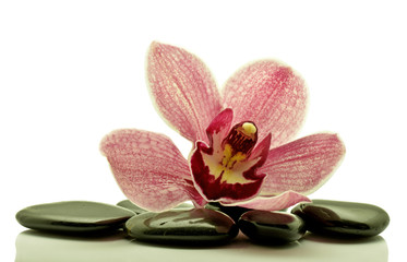 Orchidea z kamieniami do spa