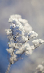 frozen plants