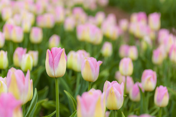 Field Tulips