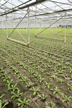 Planting new young andive plants in glasshouse