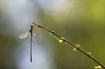 Emerald damselfly at the waterside