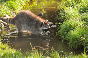 Common raccoon or Procyon lotor in water