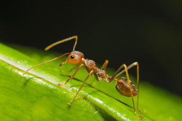 Red ant walking
