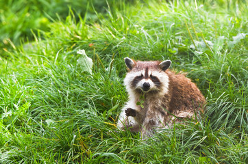 Common raccoon or Procyon lotor sitting on grass