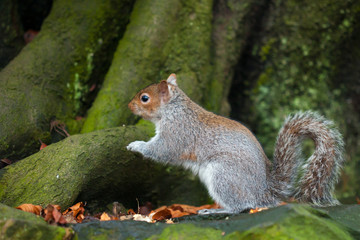 Grey squirrel
