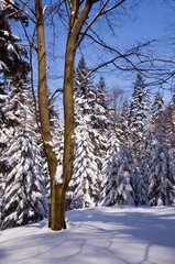 Zimowy słoneczy dzień w środku lasu - obrazy, fototapety, plakaty