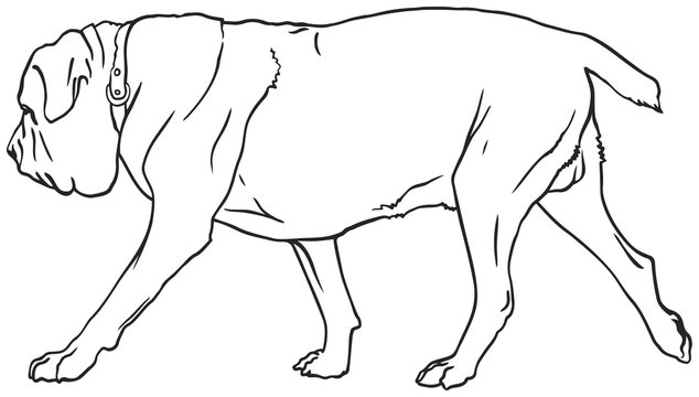 Neapolitan Mastiff dog breed