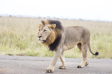 African lion in the Nairobi National Park in Kenya
