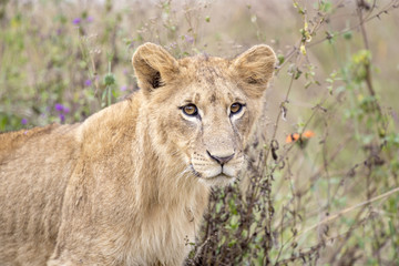 Fototapeta na wymiar Young male lion in the Nairobi National Park in Kenya