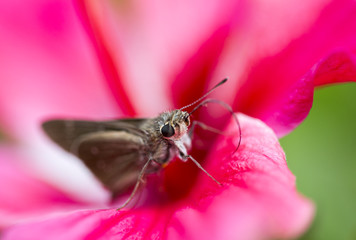 Butterfly on the flower