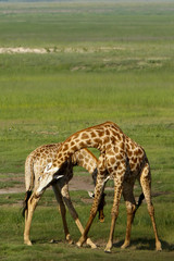 Giraffenkampf
