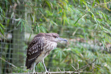 bird sitting on the perch