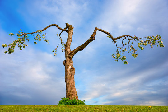 old apple tree