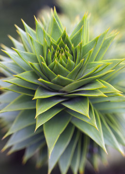 Green foliage closeup of araucaria