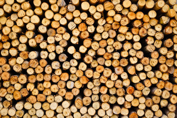 eucalyptus logs background / wood background / wood texture