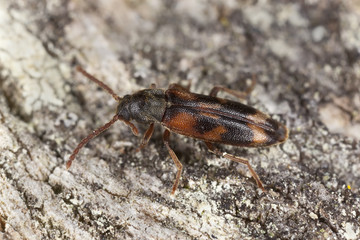 Hypulus quercinus on wood, extreme close-up