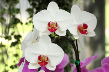 White Phalaenopsis orchid