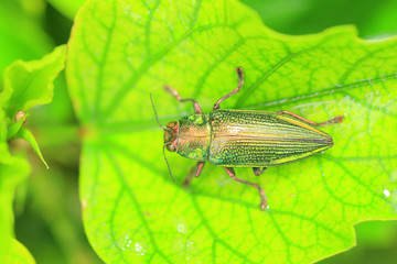 Ryukyu Jewel beetle (Chrysodema dalmanni) in Japan