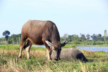 buffalo