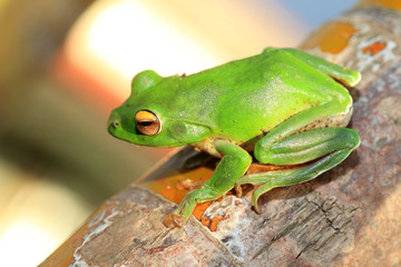 Owston's Green Tree Frog (Rhacophorus owstoni)  