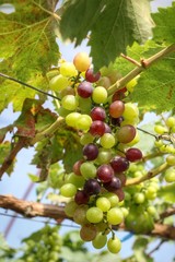 grapes with green leaves .
