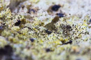 Mold growing old bread  texture background