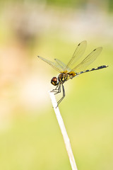 A dragonfly resting on a branch