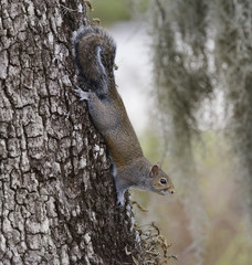 Gray Squirrel