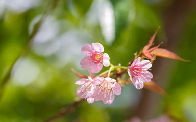 Beautiful cherry blossom, Chiang Mai, Thailand