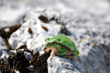 Green frog on the stone in the wild