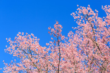 Beautiful cherry blossom, Chiang Mai, Thailand