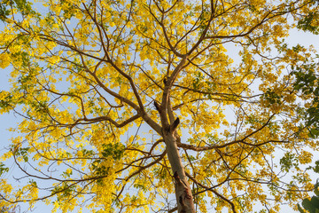 Beautiful Golden Shower Tree Under Blue Sky
