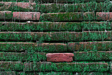 Old brick wall with green moss