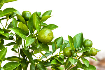 Orange tree