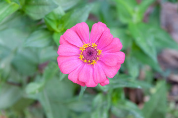 Obraz premium zinnia flower