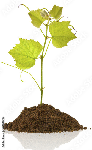 jeune pampre de vigne sur motte de terre photo libre de