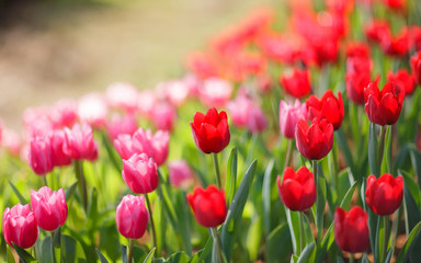 Beautiful colorful tulips in garden