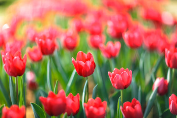 Obraz premium Beautiful colorful tulips in garden