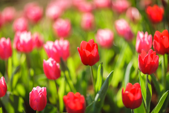 Beautiful colorful tulips in garden