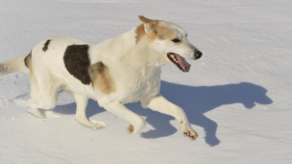 Running Dog