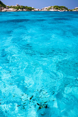 Fishes in crystal clear sea at tropical island