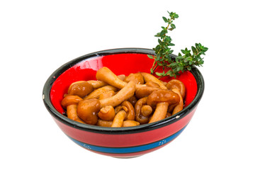 Armillaria