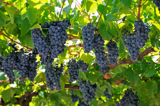 Large Bunch Of Red Wine Grapes