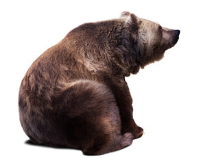 Sitting brown bear. Isolated  over white © JackF