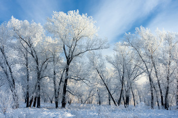 Fototapeta na wymiar trees covered with white frost