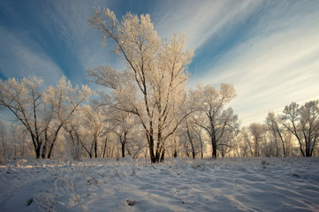 trees covered with white frost