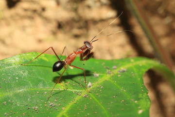 Ant like Mantis (Odontomantis sp) in Sri Lanka